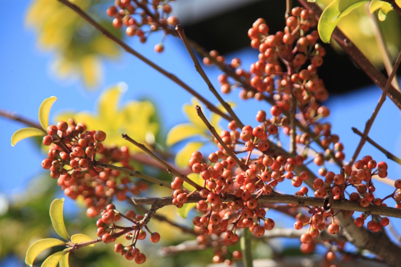 f:id:hiroshisj:20121107203824j:image