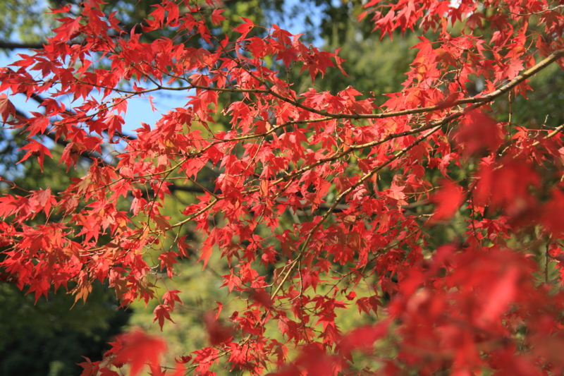 f:id:hiroshisj:20121107203847j:image