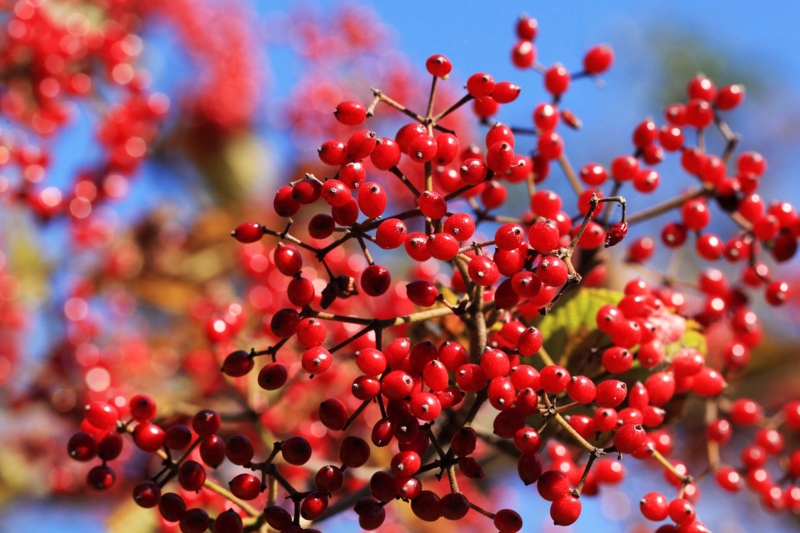 f:id:hiroshisj:20121107205109j:image