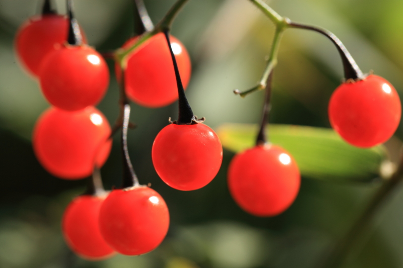 f:id:hiroshisj:20121107205153j:image