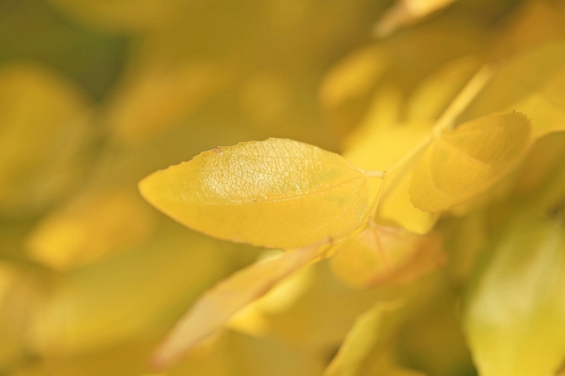 f:id:hiroshisj:20121107205215j:image