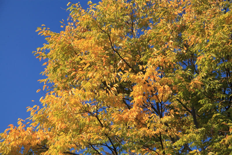 f:id:hiroshisj:20121107205234j:image