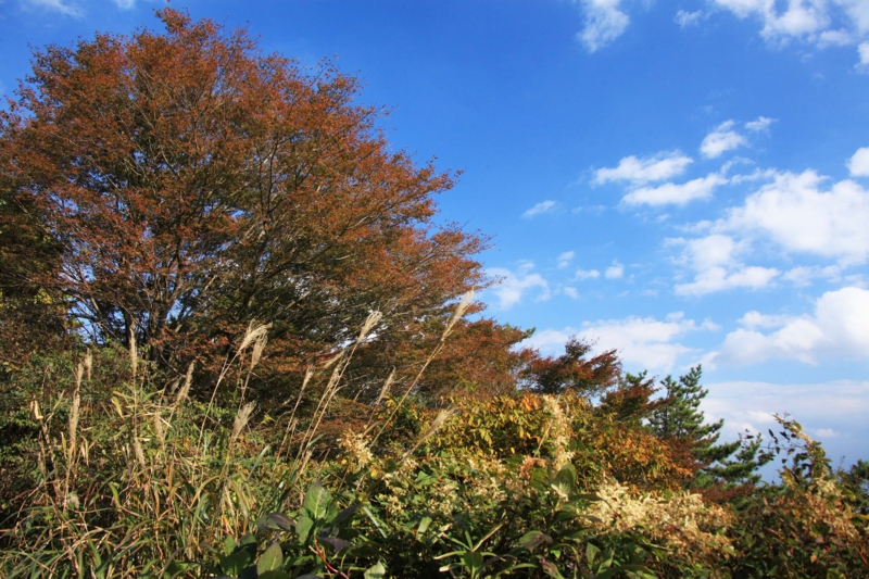 f:id:hiroshisj:20121108211812j:image