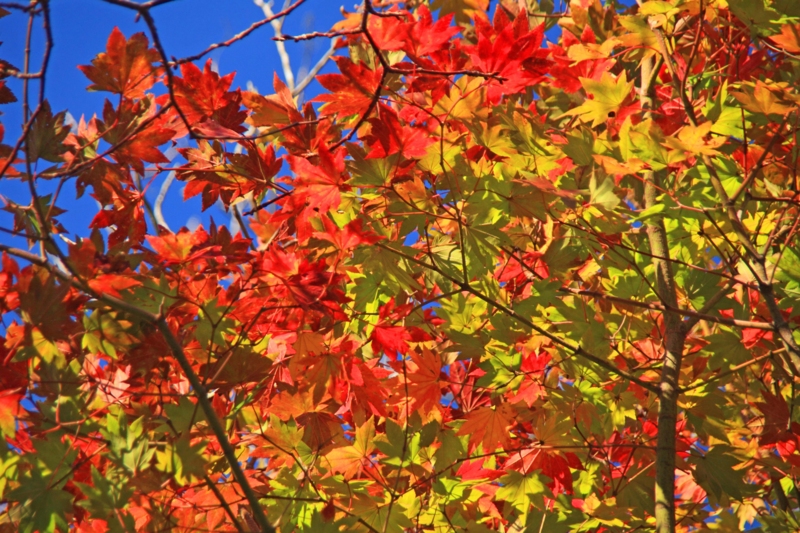 f:id:hiroshisj:20121108213520j:image