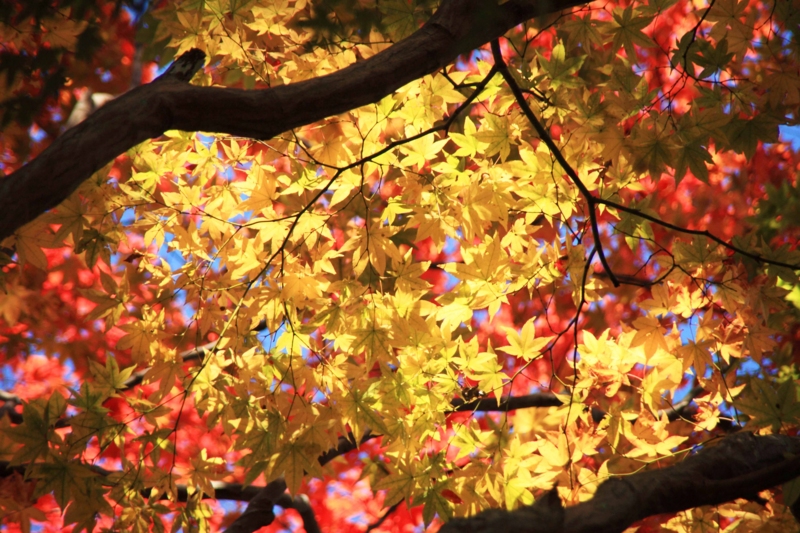 f:id:hiroshisj:20121108213542j:image