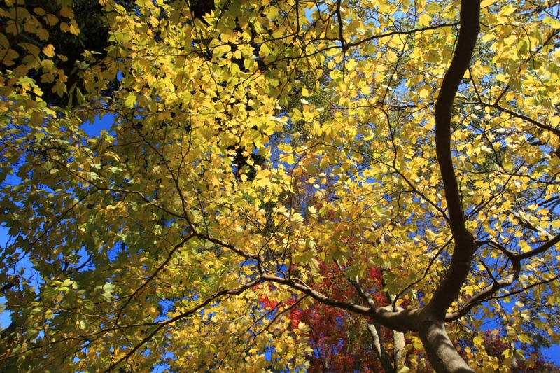 f:id:hiroshisj:20121108213627j:image