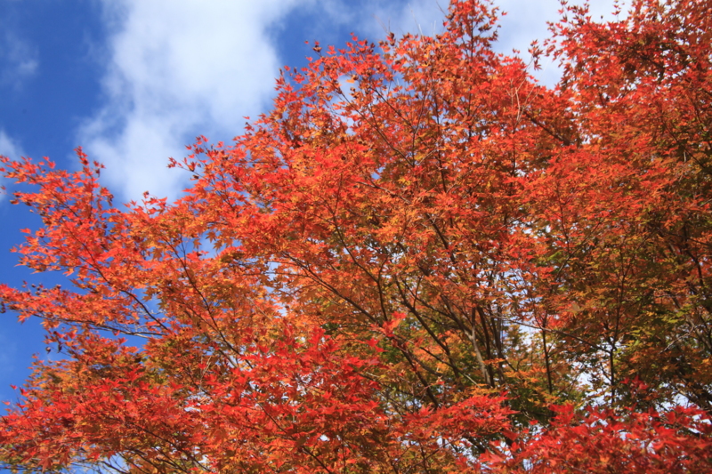 f:id:hiroshisj:20121108213649j:image