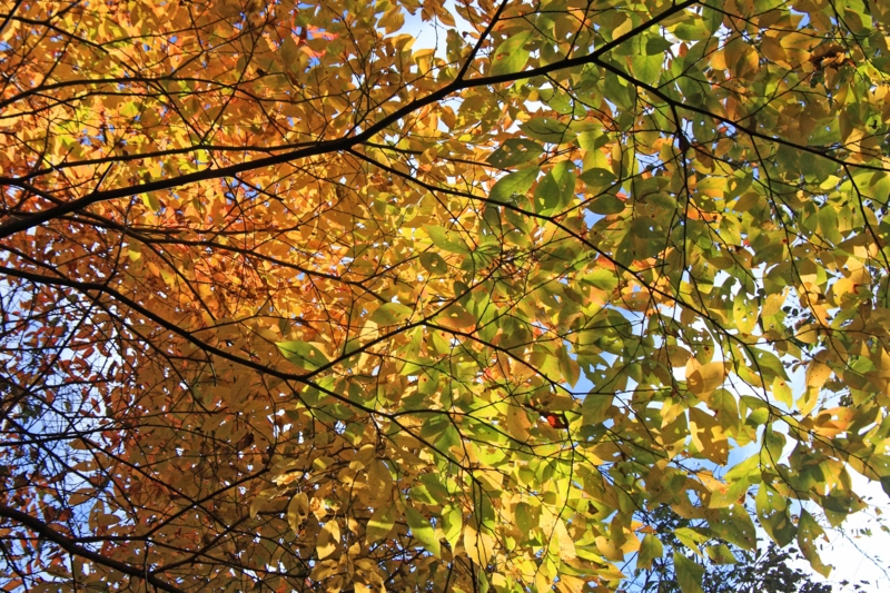 f:id:hiroshisj:20121110195434j:image