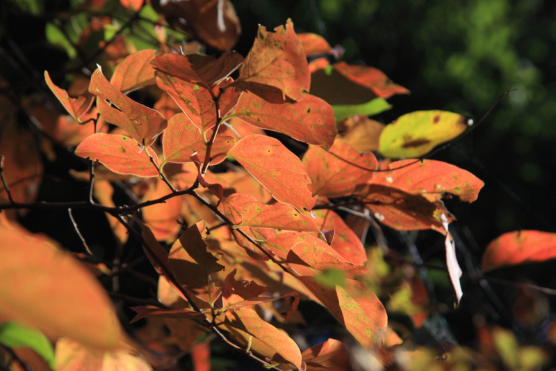 f:id:hiroshisj:20121110195729j:image