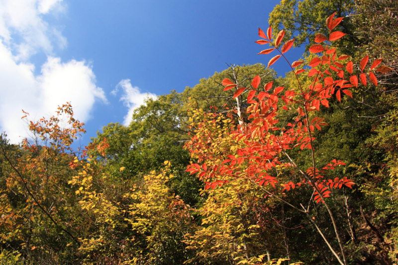 f:id:hiroshisj:20121110202434j:image