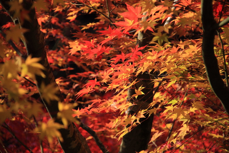 f:id:hiroshisj:20121111171351j:image