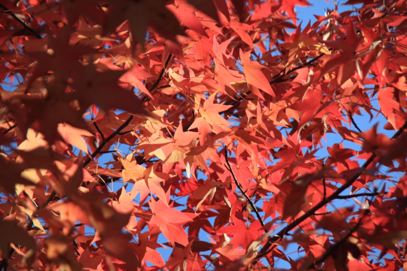 f:id:hiroshisj:20121112170504j:image f:id:hiroshisj:20121112170504j:image