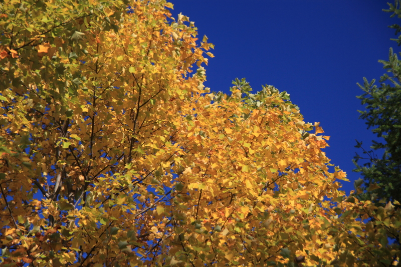 f:id:hiroshisj:20121112170530j:image f:id:hiroshisj:20121112170530j:image