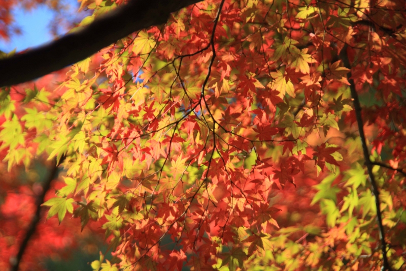f:id:hiroshisj:20121112170643j:image f:id:hiroshisj:20121112170643j:image