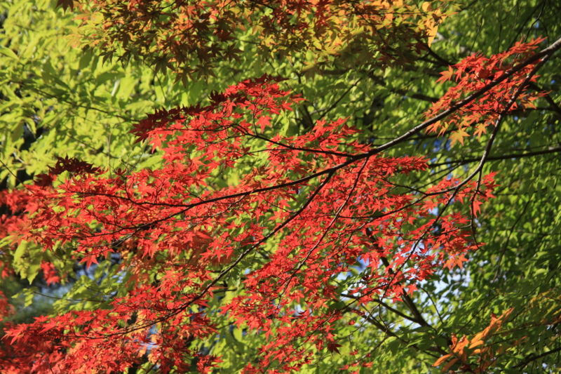 f:id:hiroshisj:20121112170705j:image f:id:hiroshisj:20121112170705j:image