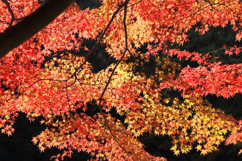 f:id:hiroshisj:20121112170731j:image f:id:hiroshisj:20121112170731j:image