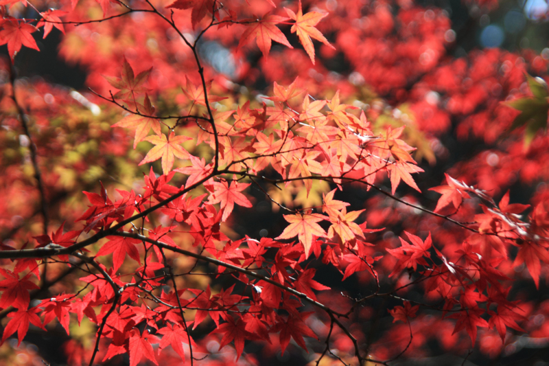 f:id:hiroshisj:20121112170754j:image f:id:hiroshisj:20121112170754j:image