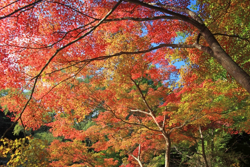 f:id:hiroshisj:20121112170846j:image f:id:hiroshisj:20121112170846j:image