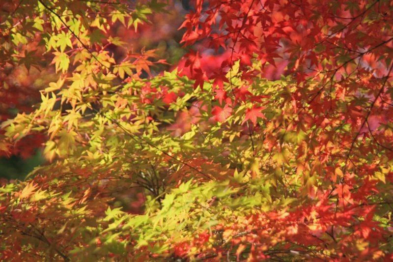 f:id:hiroshisj:20121112171958j:image f:id:hiroshisj:20121112171958j:image