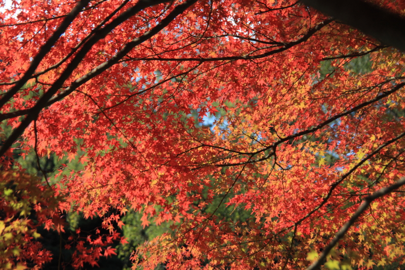 f:id:hiroshisj:20121112172019j:image f:id:hiroshisj:20121112172019j:image