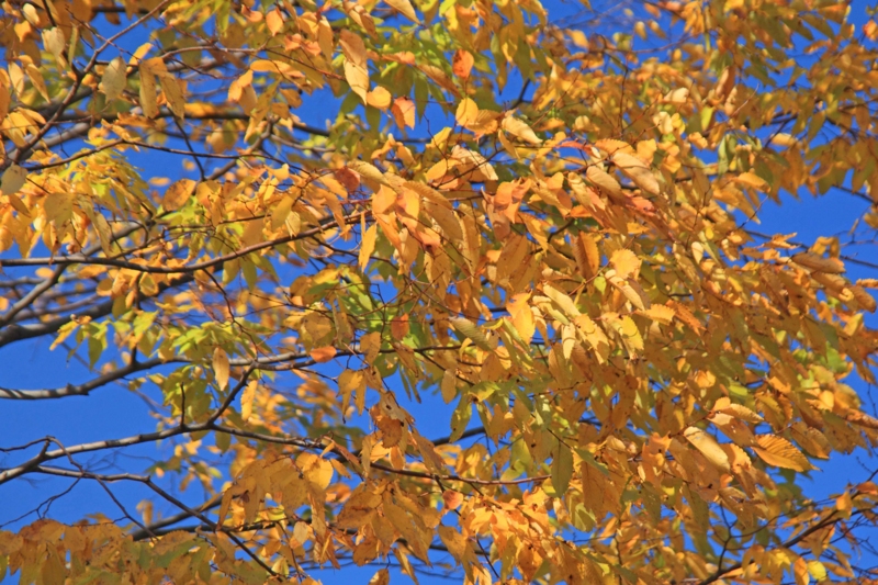 f:id:hiroshisj:20121114172709j:image