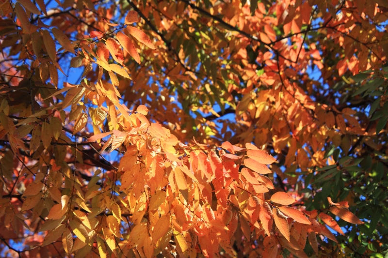 f:id:hiroshisj:20121114172732j:image