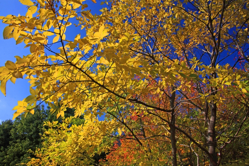 f:id:hiroshisj:20121114172754j:image