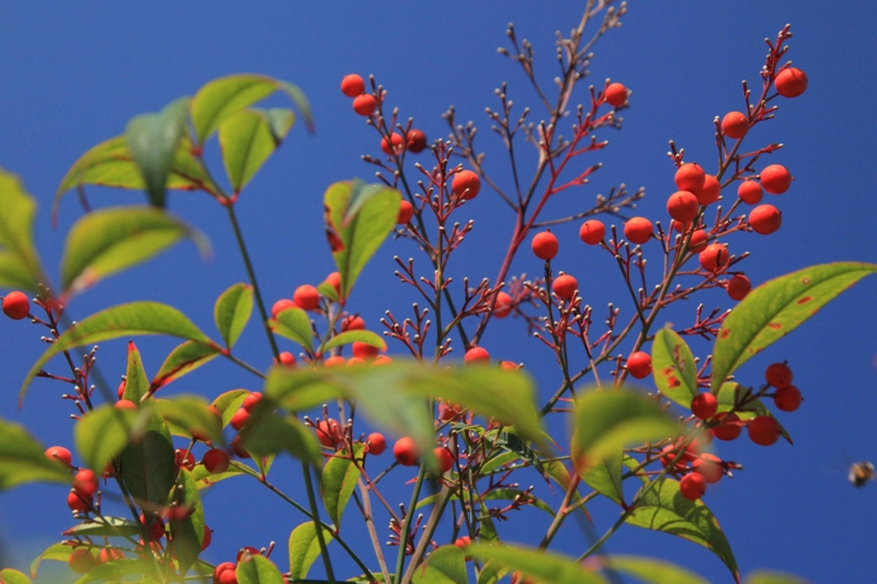 f:id:hiroshisj:20121114172817j:image