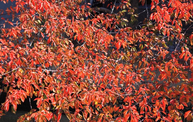 f:id:hiroshisj:20121114172905j:image