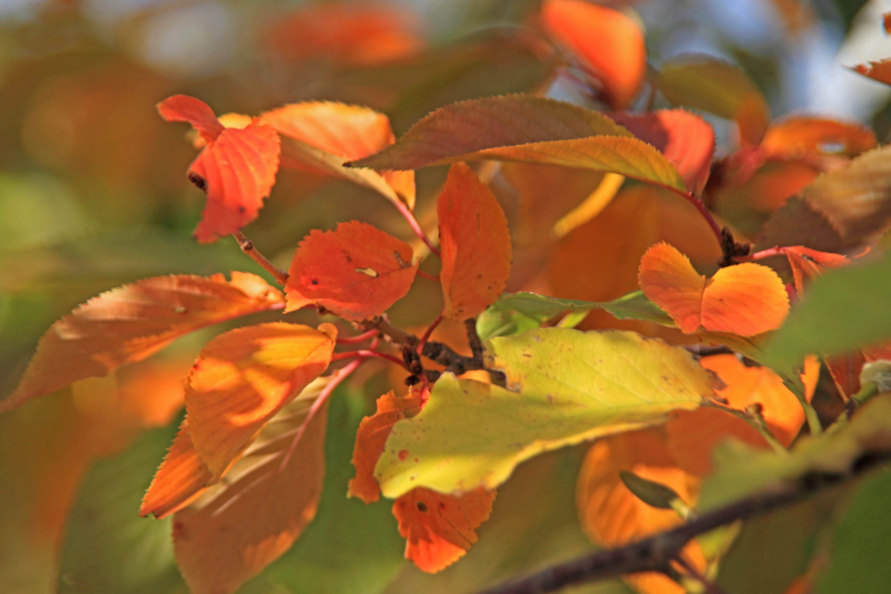 f:id:hiroshisj:20121114172924j:image