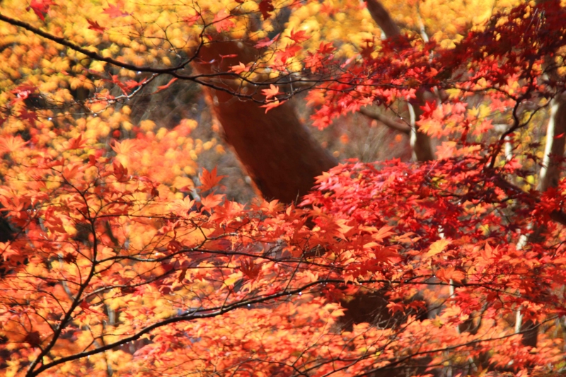 f:id:hiroshisj:20121117194932j:image f:id:hiroshisj:20121117194932j:image