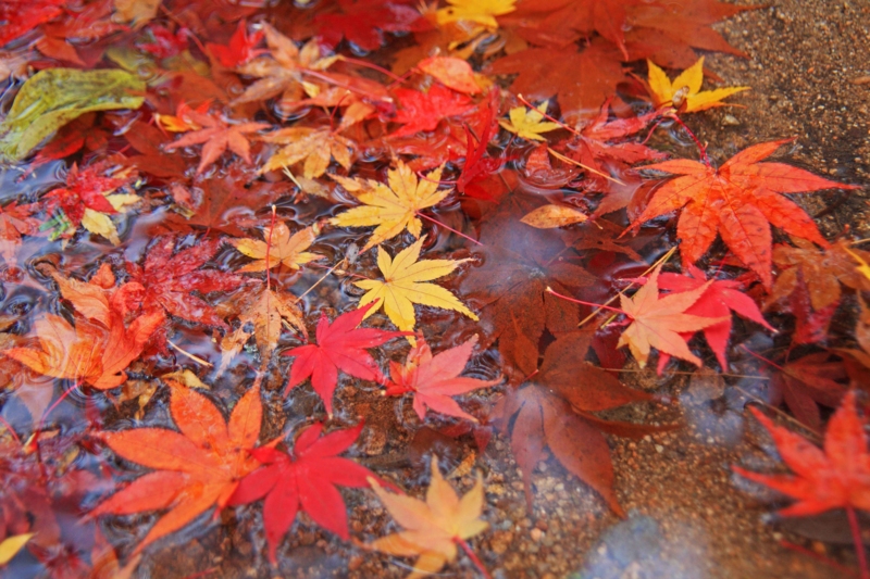 f:id:hiroshisj:20121117194955j:image f:id:hiroshisj:20121117194955j:image