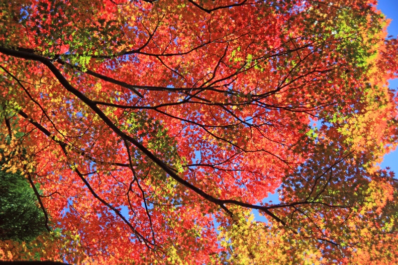 f:id:hiroshisj:20121117195018j:image f:id:hiroshisj:20121117195018j:image