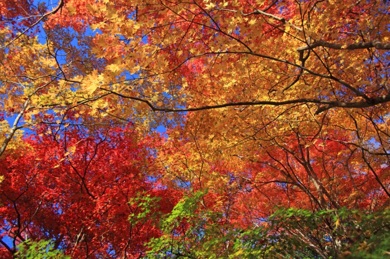 f:id:hiroshisj:20121117195105j:image f:id:hiroshisj:20121117195105j:image