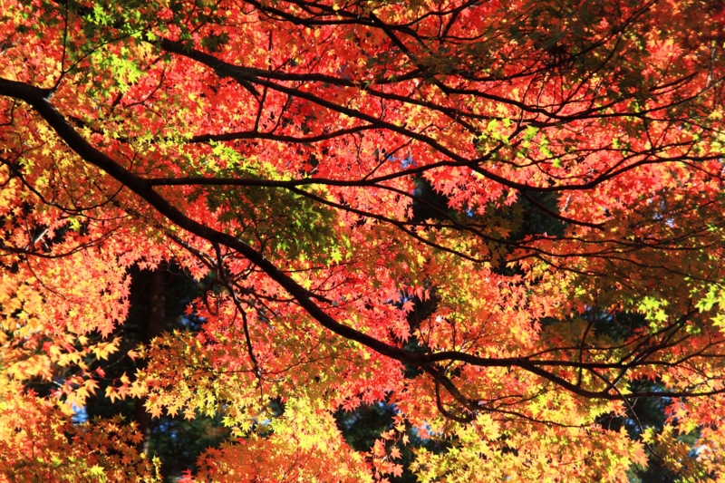f:id:hiroshisj:20121117195128j:image f:id:hiroshisj:20121117195128j:image