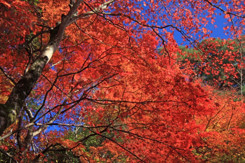 f:id:hiroshisj:20121117195153j:image f:id:hiroshisj:20121117195153j:image