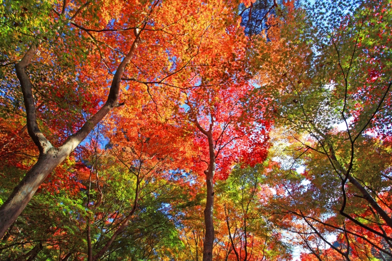 f:id:hiroshisj:20121117195217j:image f:id:hiroshisj:20121117195217j:image