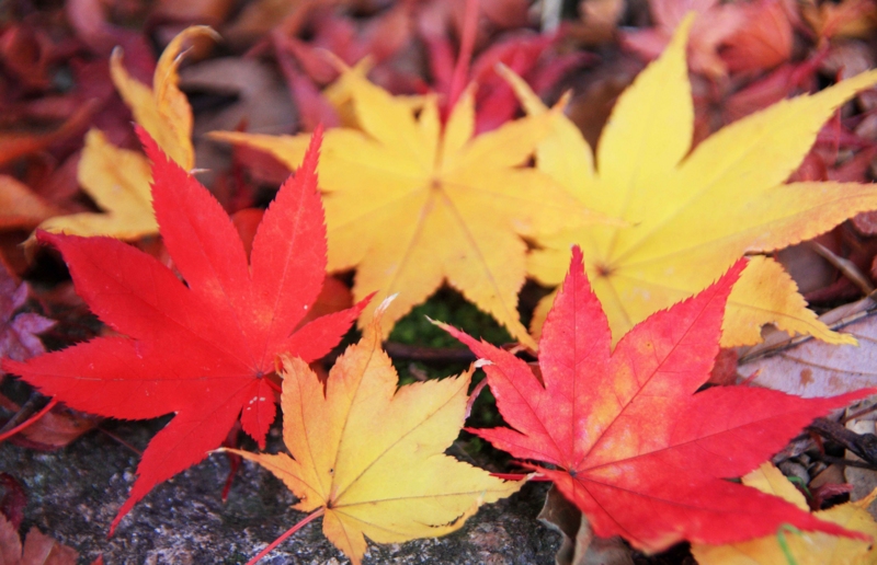 f:id:hiroshisj:20121119090349j:image