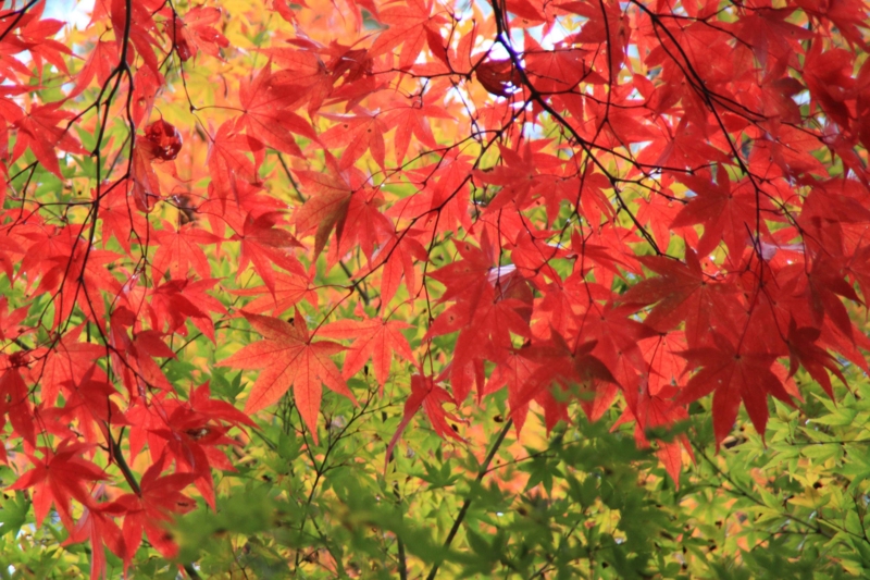 f:id:hiroshisj:20121119090430j:image