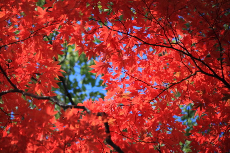 f:id:hiroshisj:20121119090512j:image