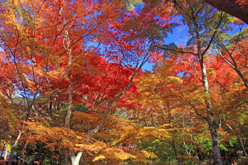 f:id:hiroshisj:20121119090559j:image