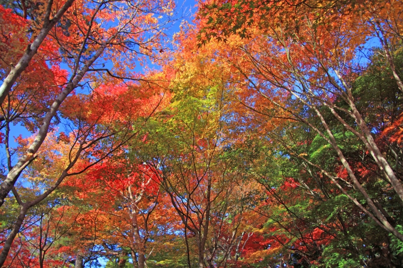 f:id:hiroshisj:20121119090620j:image