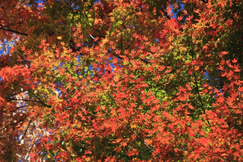 f:id:hiroshisj:20121119092850j:image