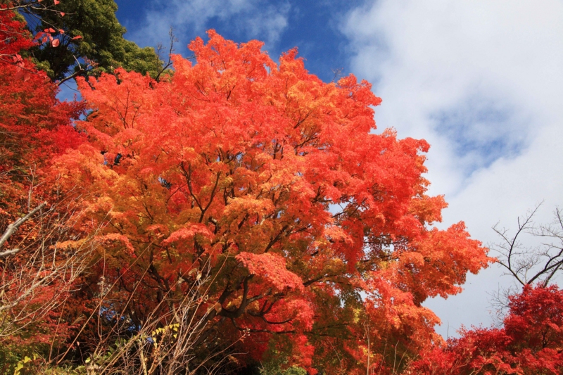 f:id:hiroshisj:20121120173527j:image