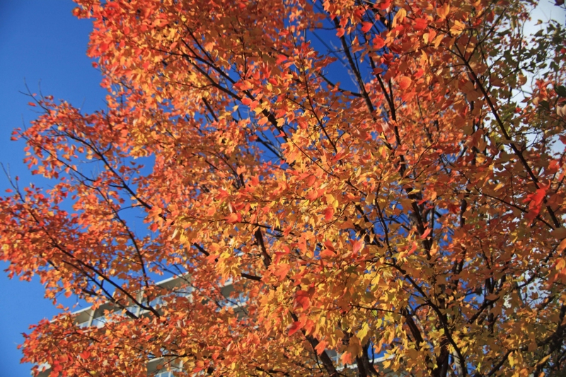 f:id:hiroshisj:20121121203257j:image f:id:hiroshisj:20121121203257j:image