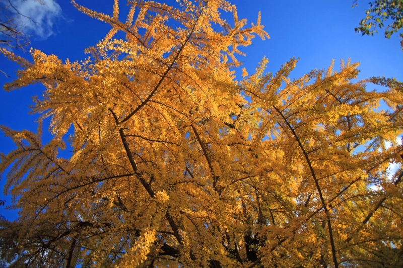 f:id:hiroshisj:20121124203231j:image f:id:hiroshisj:20121124203231j:image