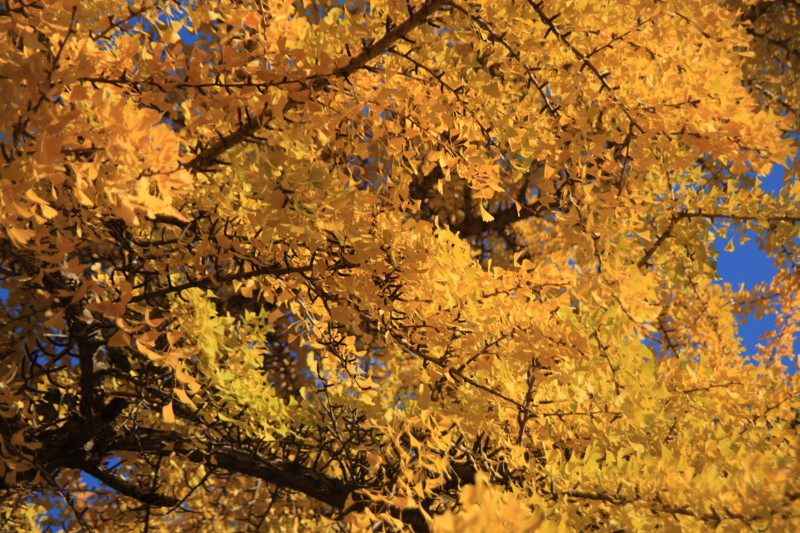 f:id:hiroshisj:20121124203257j:image f:id:hiroshisj:20121124203257j:image