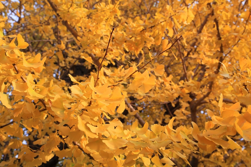 f:id:hiroshisj:20121124203433j:image f:id:hiroshisj:20121124203433j:image