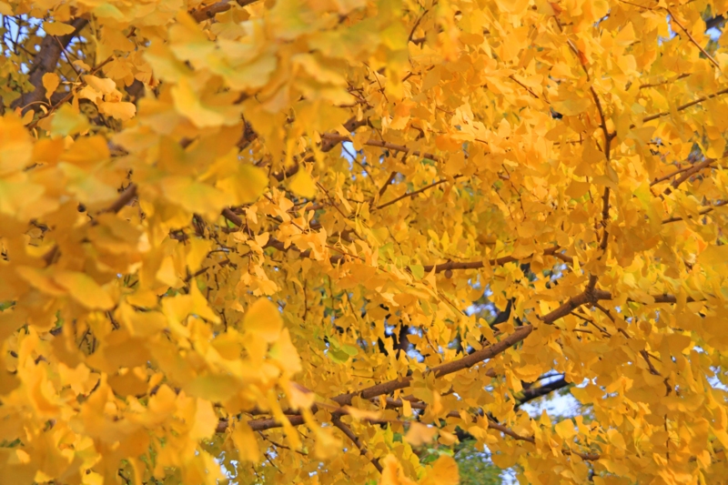 f:id:hiroshisj:20121124203519j:image f:id:hiroshisj:20121124203519j:image