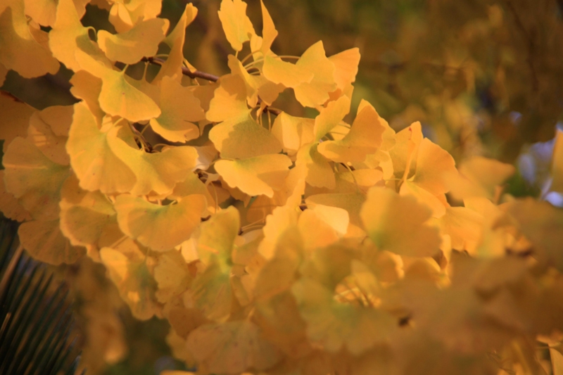 f:id:hiroshisj:20121124203736j:image f:id:hiroshisj:20121124203736j:image